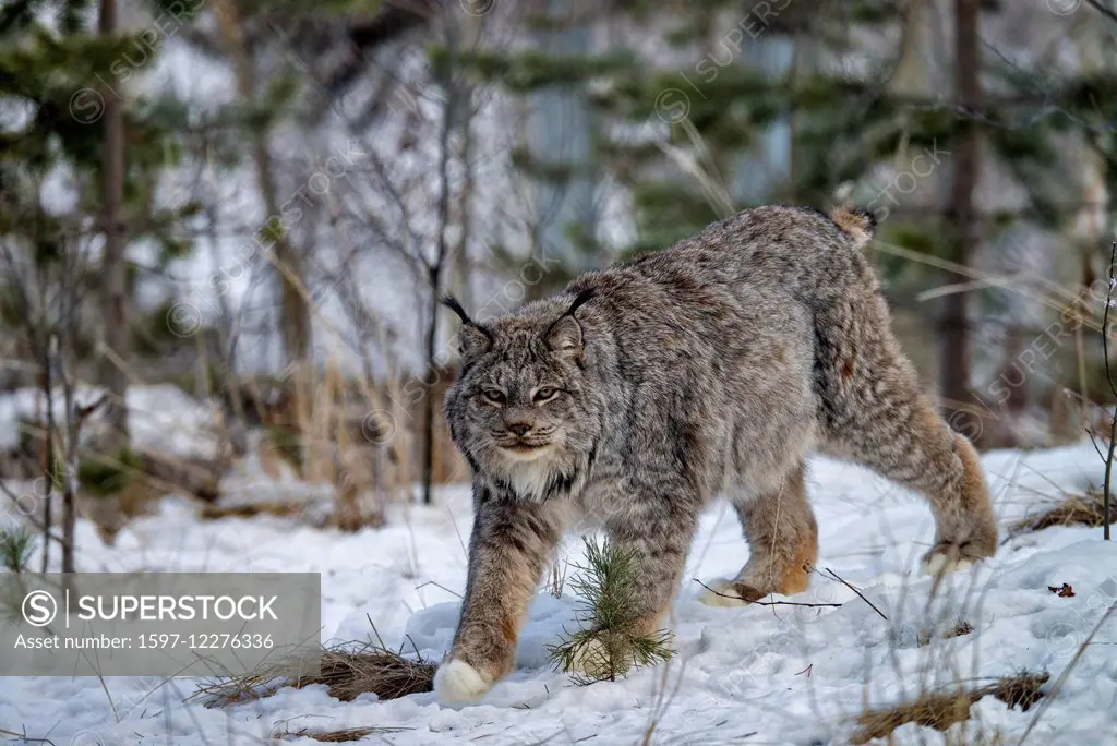 canada lynx, lynx canadensis, Yukon, Canada, lynx, animal, winter
