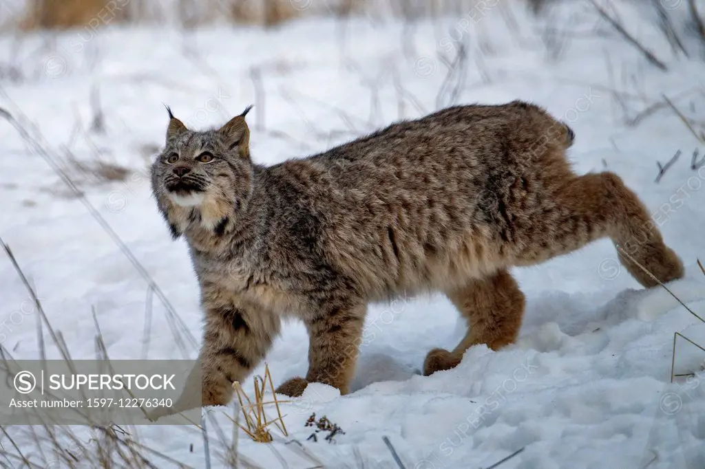 canada lynx, lynx canadensis, Yukon, Canada, lynx, animal, winter