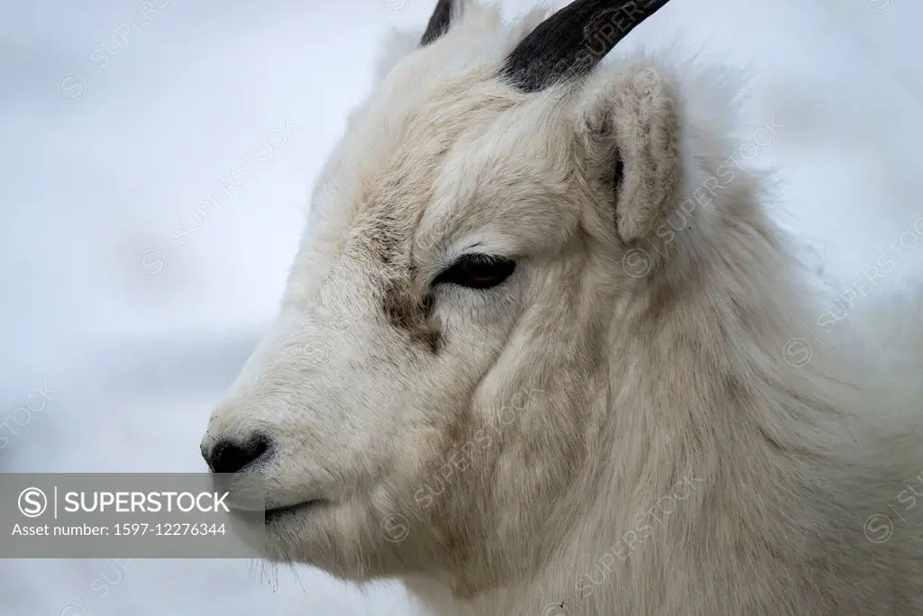 dall sheep, ovis dalli, Yukon, Canada, animal, winter horns,