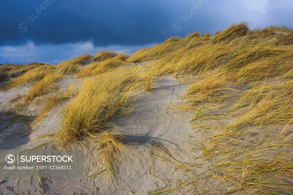 Germany, Europe, dune, dune grass, Helgoland, island, isle, island, isle, coast, coastal vegetation, sea, seashore, nature, North Sea, sand, sand dune...