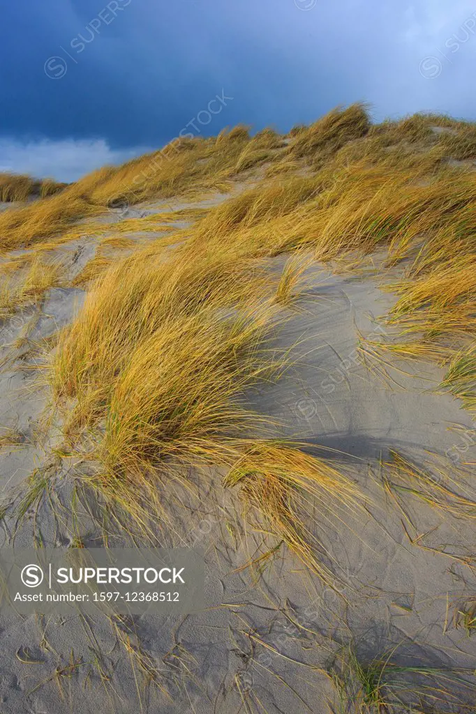 Germany, Europe, dune, dune grass, Helgoland, island, isle, island, isle, coast, coastal vegetation, sea, seashore, nature, North Sea, sand, sand dune...