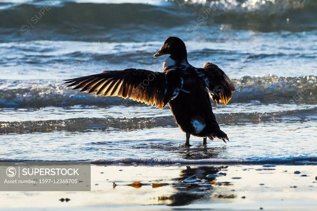 1, Germany, Europe, Eider, duck, wings, back light, Helgoland, island, isle, coast, sea, nature, North Sea, portrait, Somateria mollissima, beach, sea...