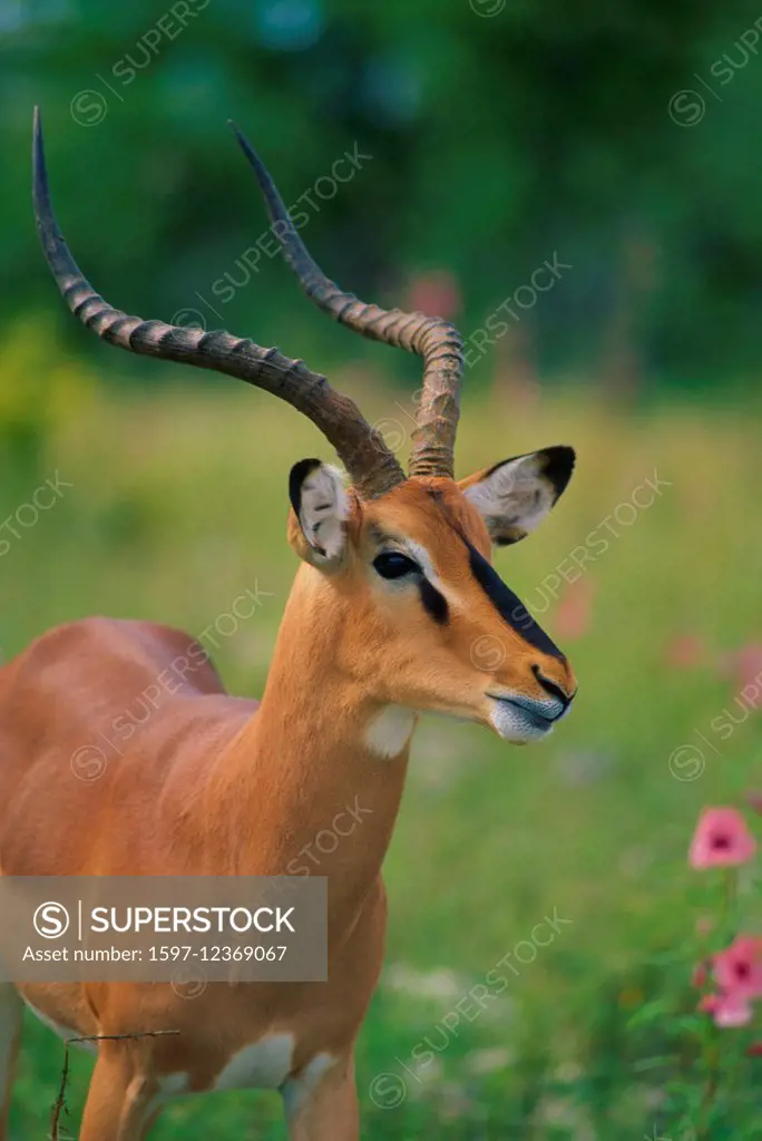 Black-faced Impala, Aepyceros melampus petersi, Bovidae, Impala, ram, Antelope, mammal, animal, Etosha, National Park, Namibia