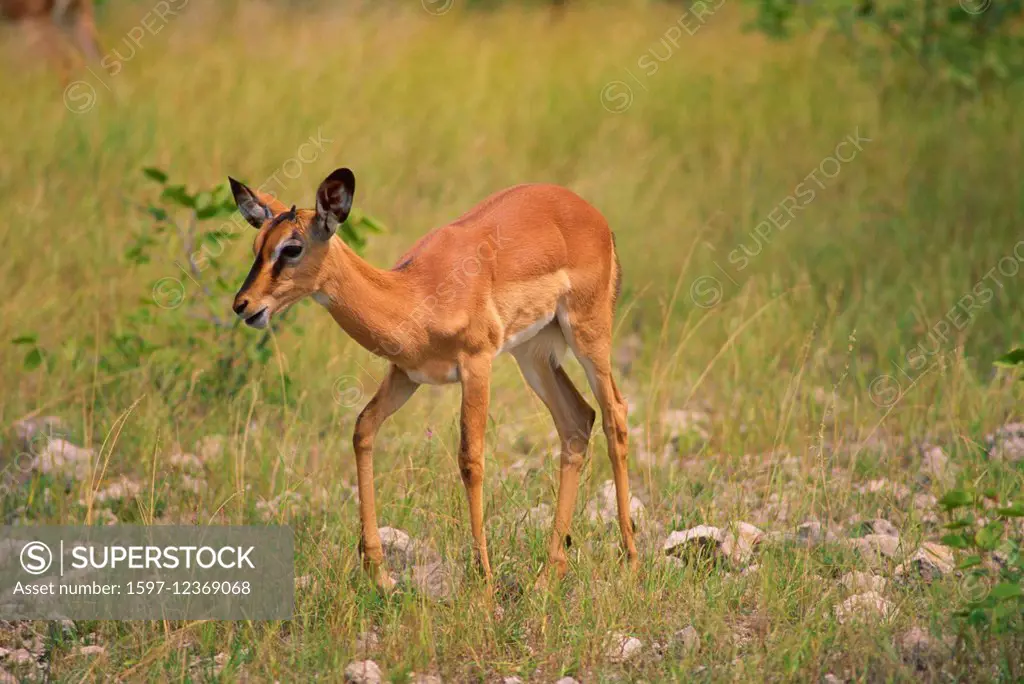 Black-faced Impala, Aepyceros melampus petersi, Bovidae, Impala, fawn, Antelope, mammal, animal, Etosha, National Park, Namibia
