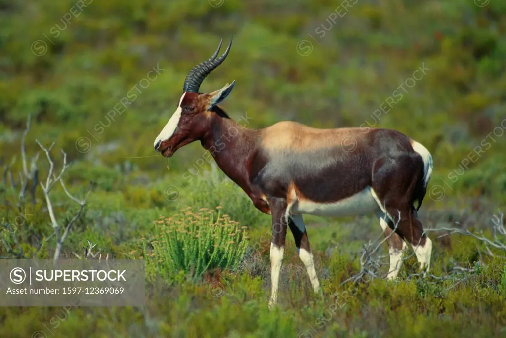 Bontebok, Damaliscus dorcas dorcas, Bovidae, Antelope, mammal, animal, Cape of Good Hope, National Park, South Africa, Africa,