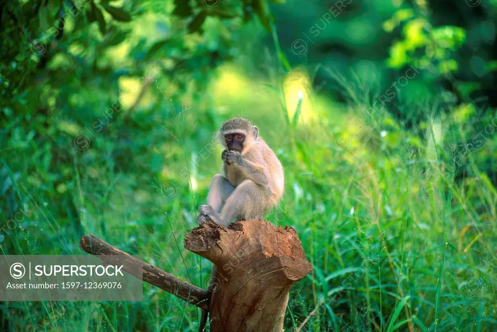 Velvet Monkey, Cercopithecus pygerythrus, Cercopithecidae, Monkey, mammal, animal, juvenile, Krüger, National Park, South Africa, Africa,