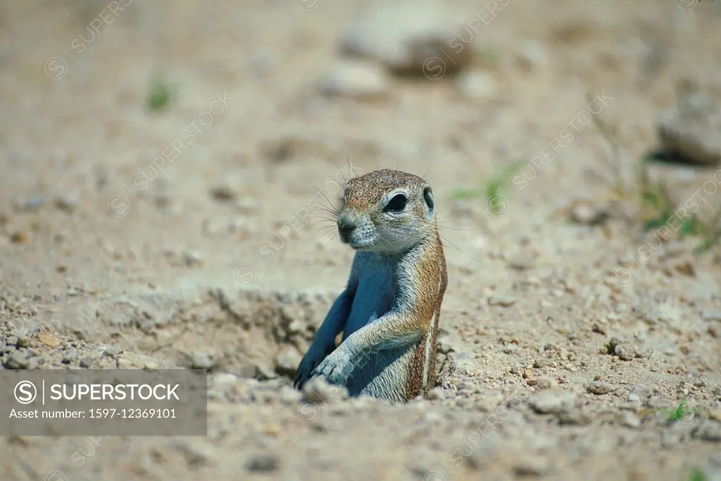 Ground Squirrel, Xerus inauris, Scuiridae, mammal, animal, den, Etosha, National Park, Namibia