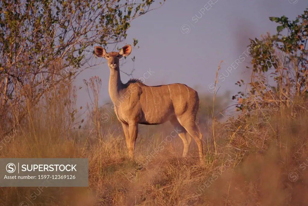 Kudu, Tragelaphus strepsiceros, Bovidae, female, Antelope, mammal, animal, Krüger, National Park, South Africa