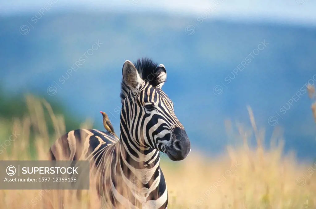 Burchells's Zebra, Equus burchelli, Equidae, Zebra, mammal, animal, Redbilled Oxpecker, Buphagus erythrorhynchus, Buphagidae, Oxpecker, bird, Pilanesb...