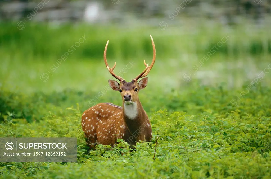 Spotted Deer, Axis axis, Cervidae, bull, Deer, animal, mammal, Yala, National Park, Sri Lanka