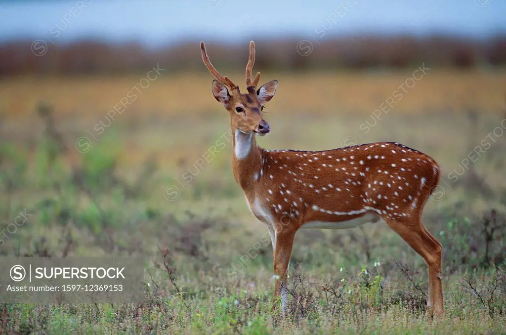 Spotted Deer, Axis axis, Cervidae, Deer, bull, mammal, animal, Yala, National Park, Sri Lanka