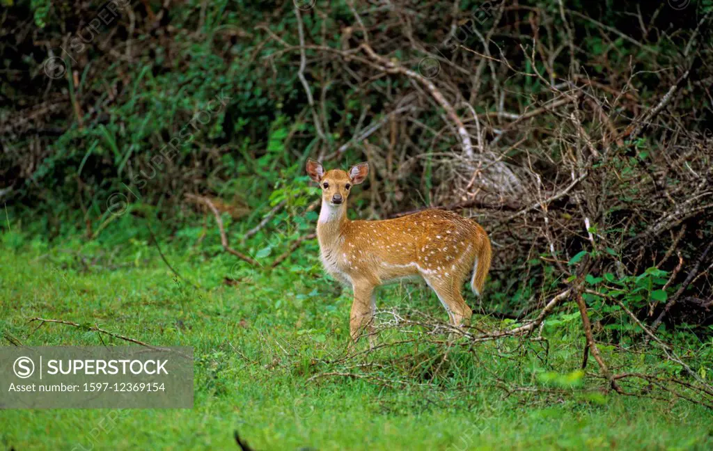 Spotted Deer, Axis axis, Cervidae, Deer, fawn, mammal, animal, Yala, National Park, Sri Lanka