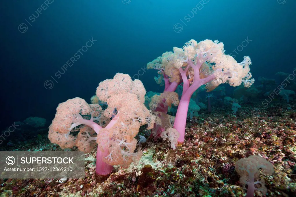 Soft Coral, Umbellulifera sp., Triton Bay, West Papua, Indonesia