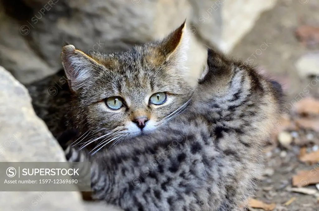 Wildcat, predator, small cats, cats, cat, wild cats, Felis silvestris, wildcats, predators, Germany,