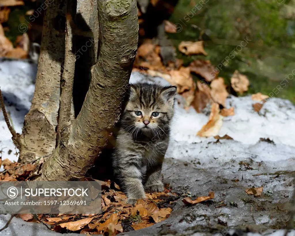 Wildcat, predator, small cats, cats, cat, wild cats, Felis silvestris, wildcats, predators, Germany, young,