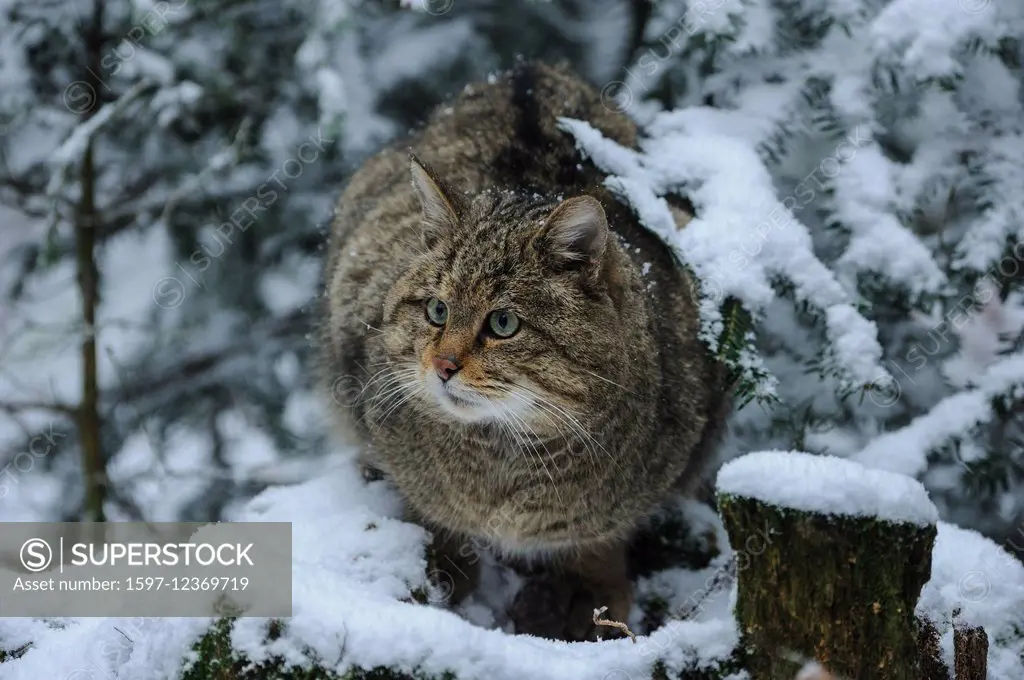 endemic, Felis silvestris, cat, cats, small cats, predator, animals, wild cats, wildcat, wildcats, winter,