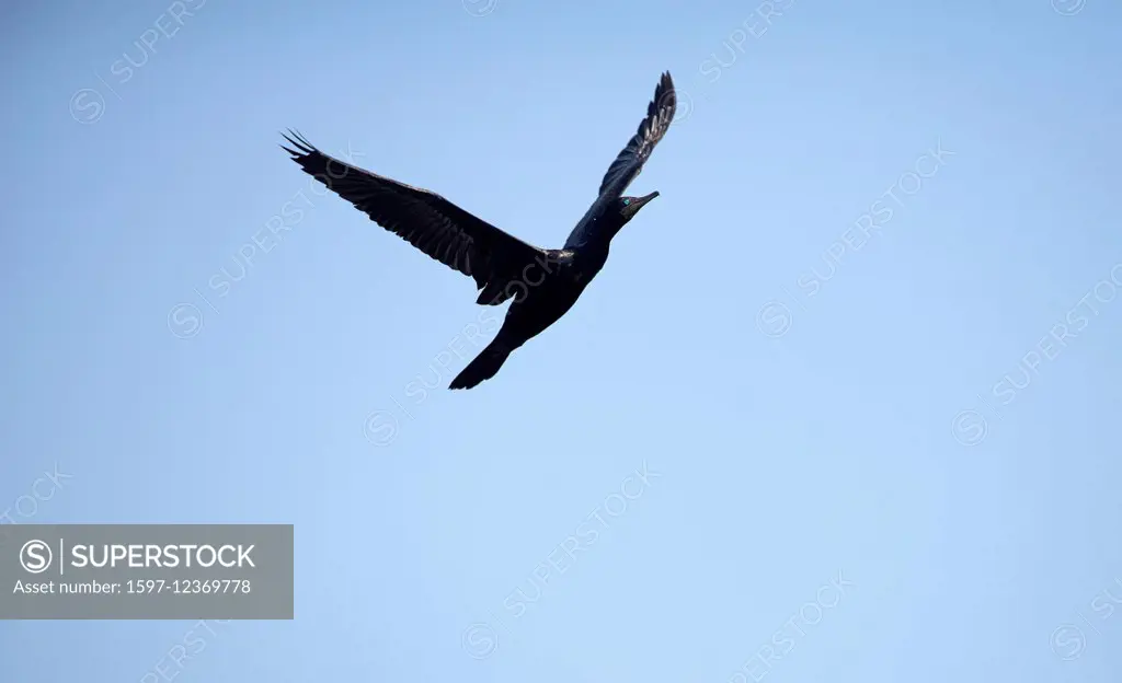 Indian cormorant, Flying, Thailand, Cormorant, bird, palmipede, flight, phalacrocorax fuscicollis