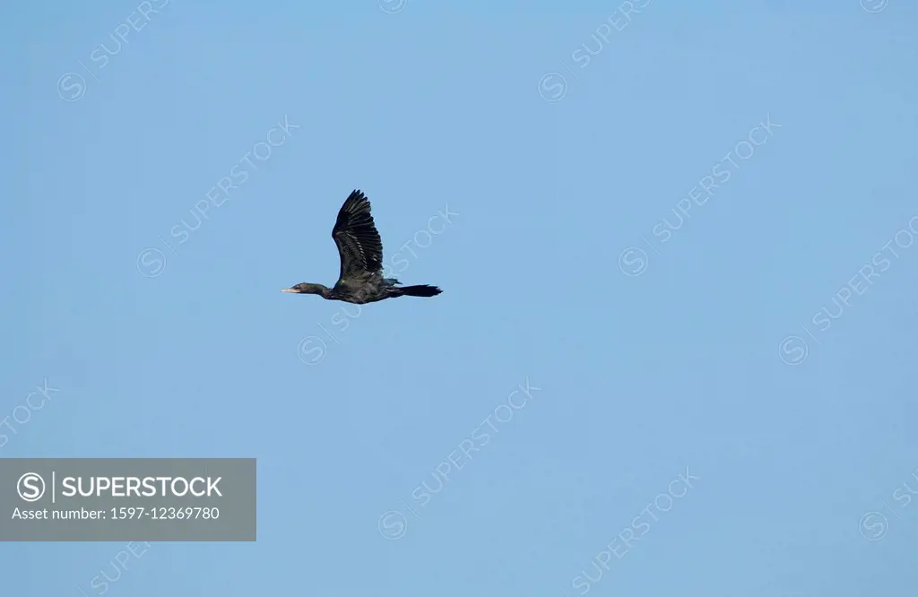 Little Cormorant, Cormorant, Flight, Thailand, bird, phalacrocorax niger