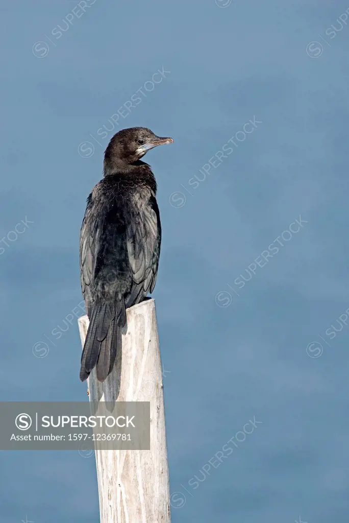 Little Cormorant, Cormorant, Thailand, bird, palmipede, phalacrocorax niger, vertical
