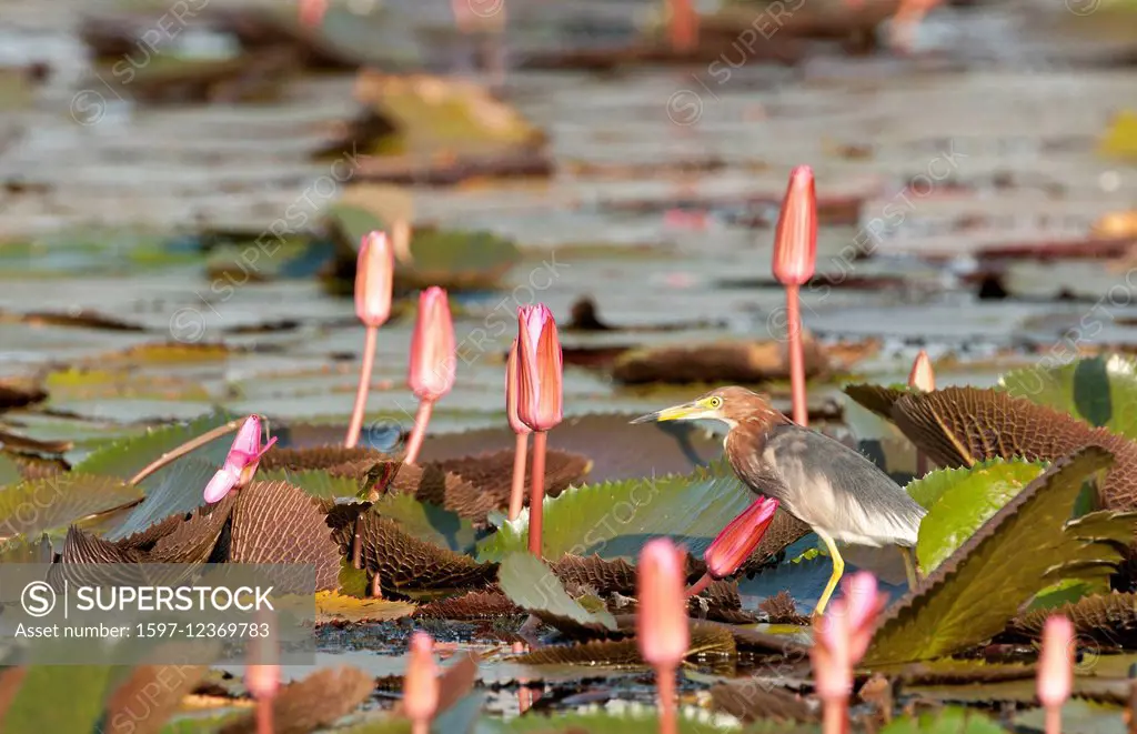 Chinese pond heron, heron, pink, water lilies, Thailand, bird, wader, ardeola bacchus