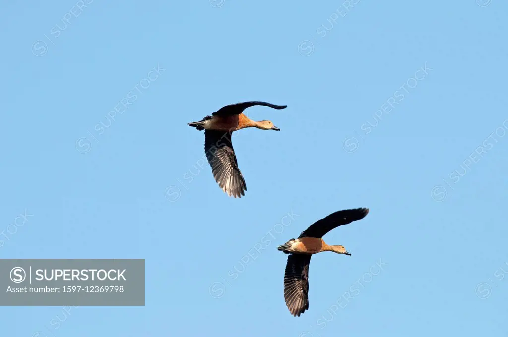 Lesser whistling Duck, Flight, Thailand, bird, dendrocygna javanica, couple,