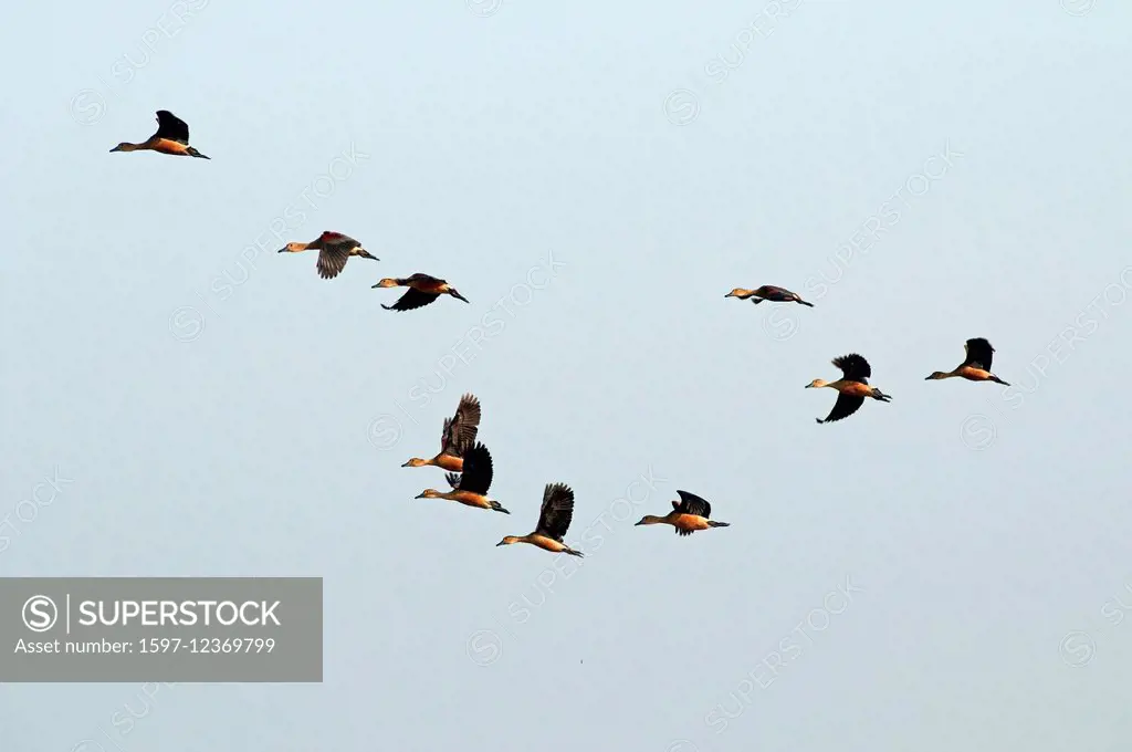 Lesser whistling Duck, Flight, Thailand, bird, palmiped, duck, dendrocygna javanica, group, flying,