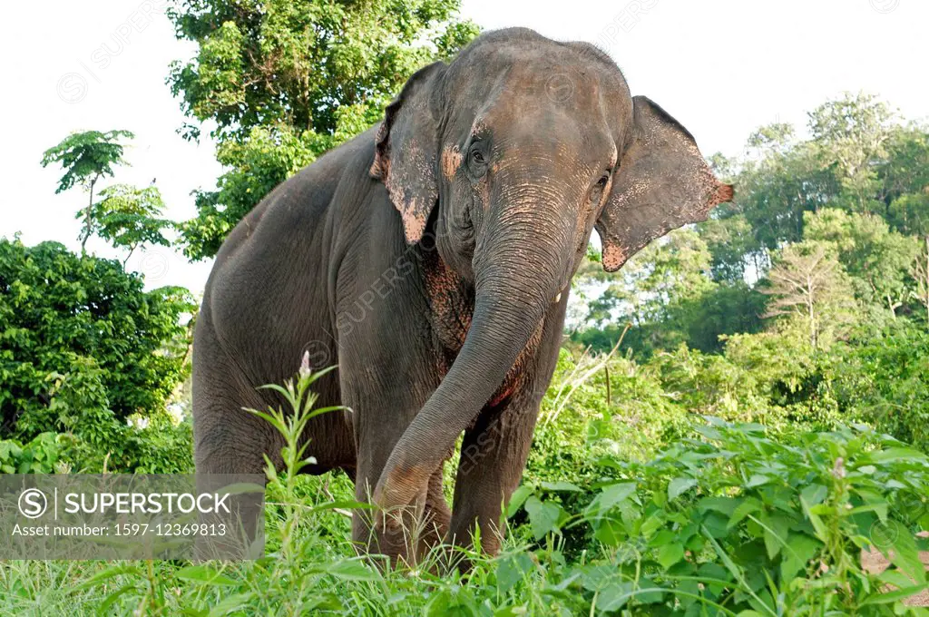 Asian Elephant, animal, Thailand, elephant, mammal, elephas maximus