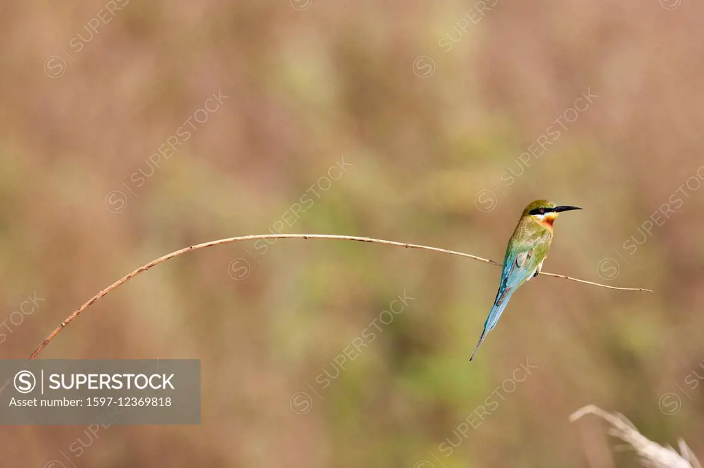 Blue tailed Bee eater, Bee-Eater, Thailand, bird, merops philippinus