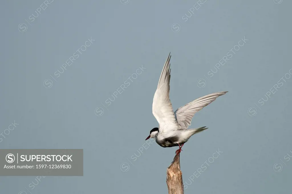 Whiskered Tern, Take off, tern, bird, chlidonias hybrida