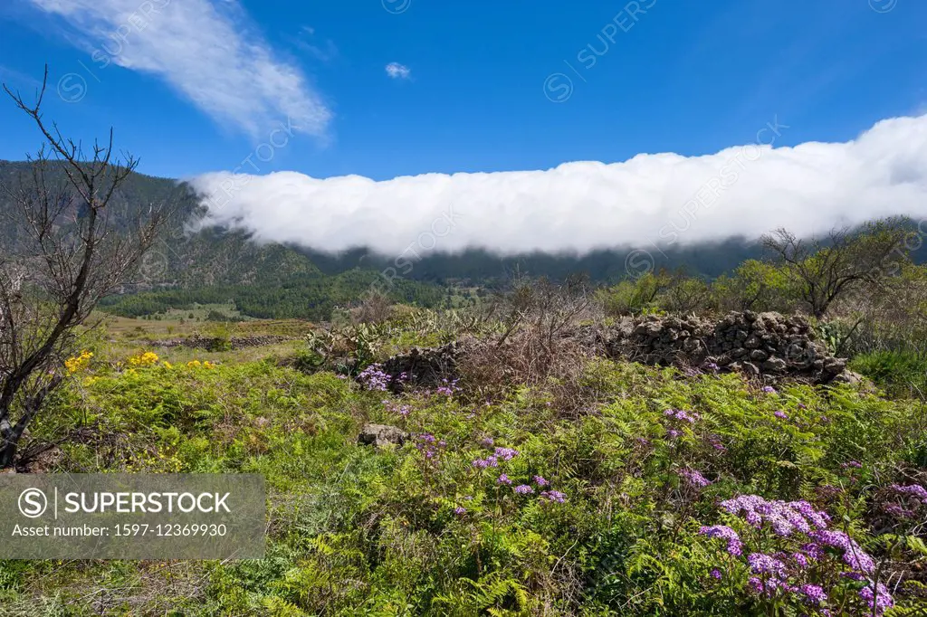 Cumbre Nueva, Spain, Europe, Canary islands, La Palma, fog, nebulous waterfall, meadow, flowers, dry wall
