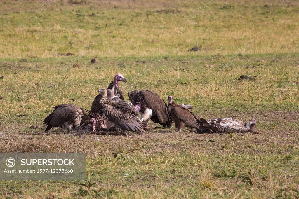 Africa, vulture, grab birds, nubian vulture, torgos tracheliotus, vultures, travel, savanna, Serengeti, Rueppell's griffon, Gyps rueppellii, Tanzania,...