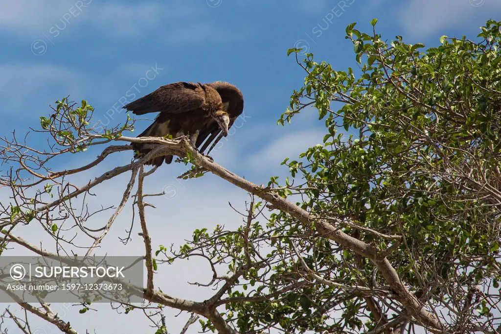 Africa, grab birds, nubian vulture, torgos tracheliotus, vultures, travel, savanna, dirty vulture, Serengeti, Tanzania, East Africa, animals, bird, bi...