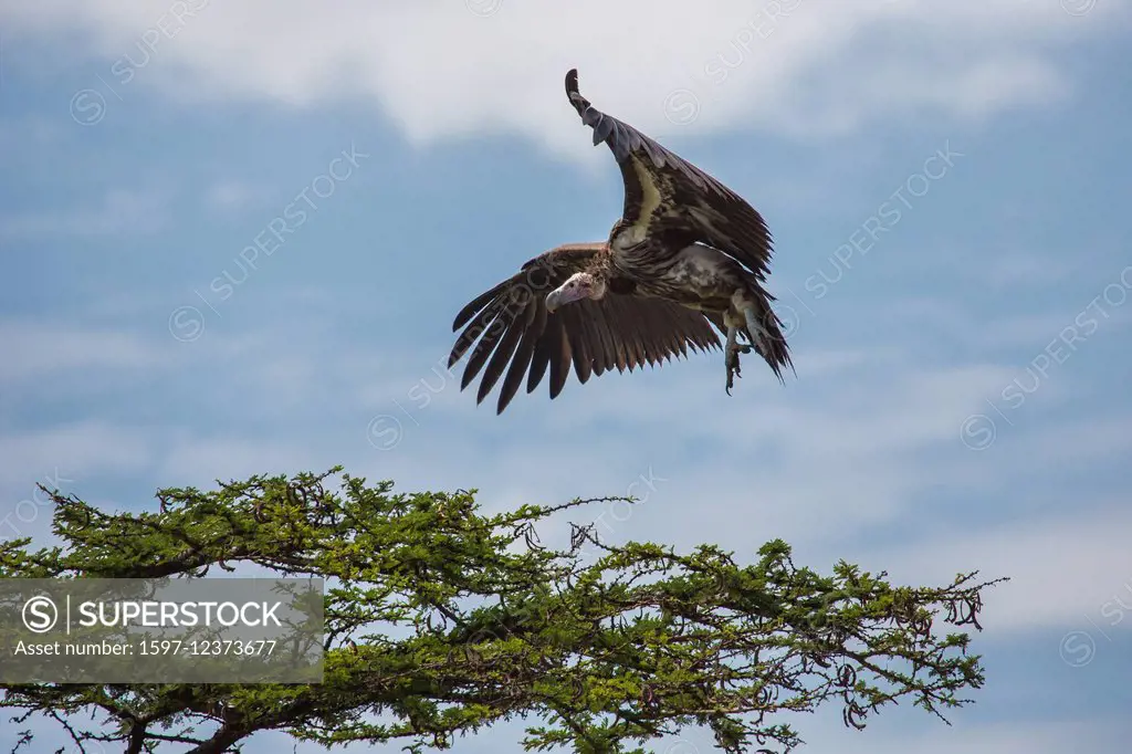 Africa, grab birds, nubian vulture, torgos tracheliotus, vultures, travel, savanna, Serengeti, Tanzania, East Africa, animals, bird, birds, wilderness...