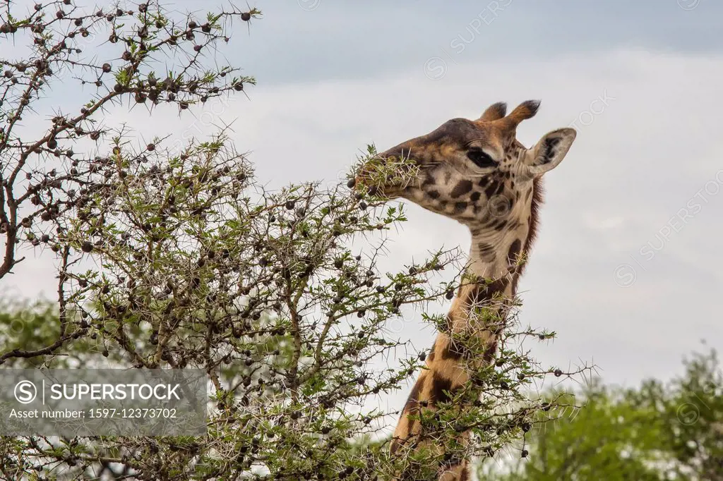 Africa, giraffe, giraffa camelopardalis, travel, savanna, Serengeti, mammals, Tanzania, East Africa, animals, wilderness, wild animals