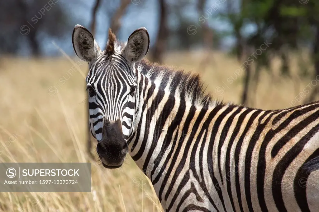 Africa, travel, savanna, Serengeti, mammals, Tanzania, East Africa, animals, wilderness, wild animals, zebra, zebras, equus quagga,