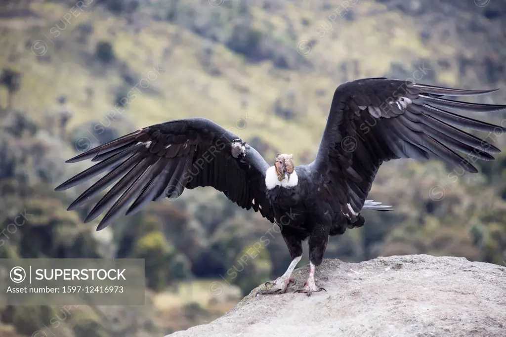 South America, Latin America, Colombia, bird, Condor, Purace, national park,