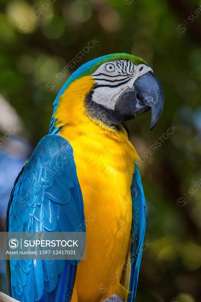 Ara ararauna, bird, Blue-and-gold Macaw, Blue-and-yellow Macaw, Central America, Dallas Zoo, herbivore, Psittaciformes, South America, Texas, United S...