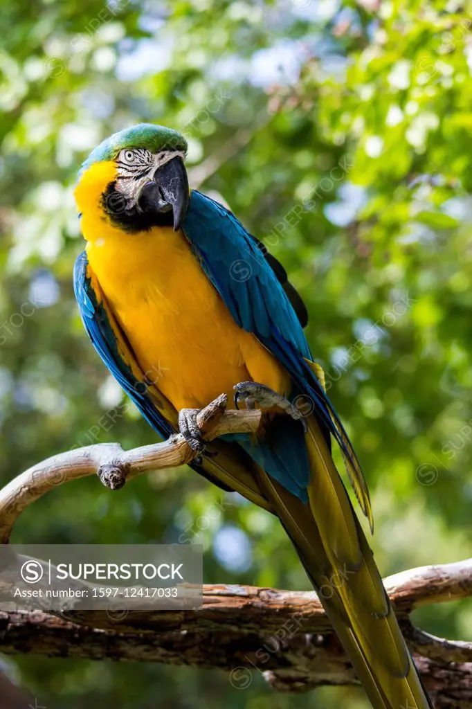 Ara ararauna, bird, Blue-and-gold Macaw, Blue-and-yellow Macaw, Central America, Dallas Zoo, herbivore, Psittaciformes, South America, Texas, United S...