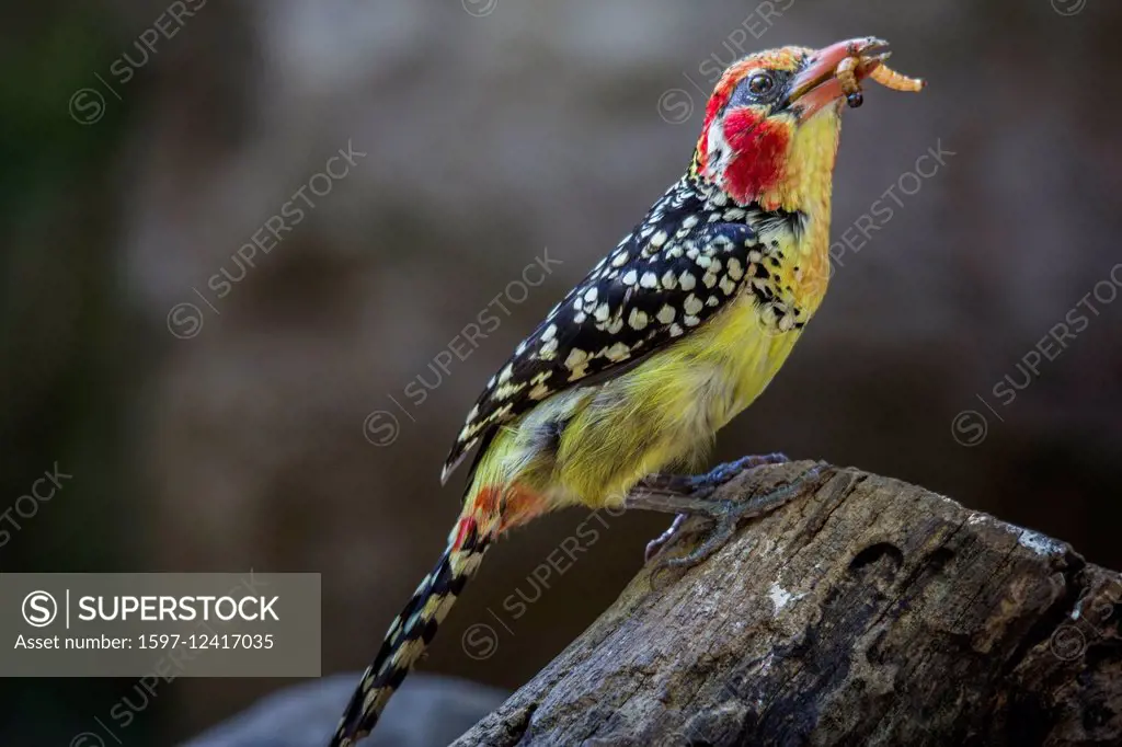 Dallas Zoo, red yellow barbet, Trachyphonus erythrocephalus, bird