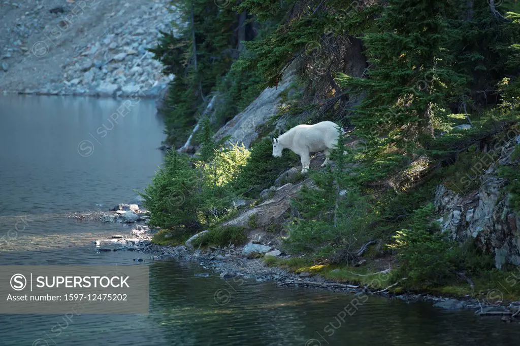 Mountain goats in North Cascades National Park in Washington State
