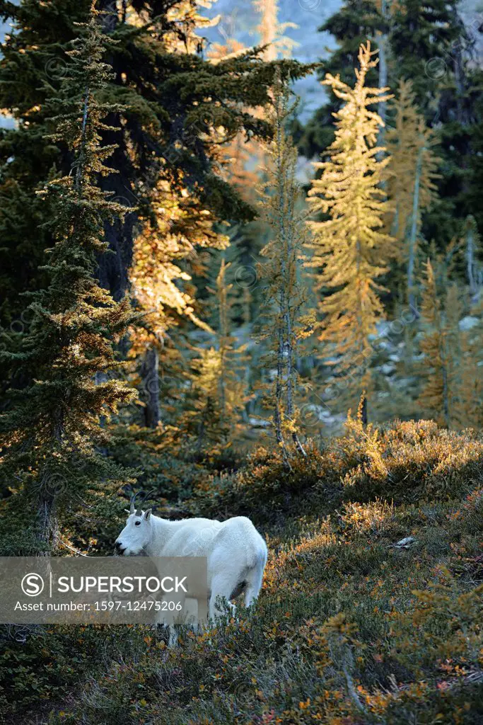 Mountain goats in North Cascades National Park in Washington State