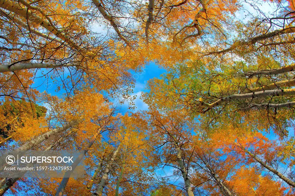 trees in autumn from below