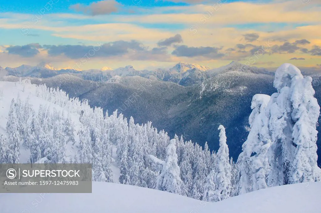forest in winter in British Columbia