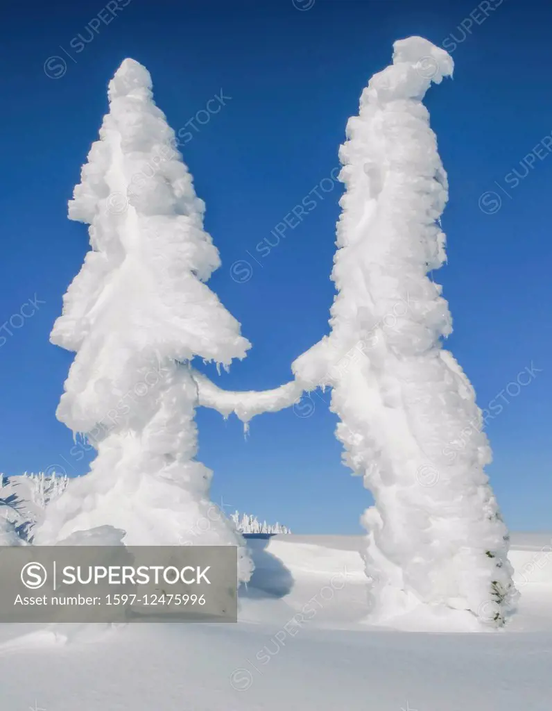 frozen trees in winter in British Columbia
