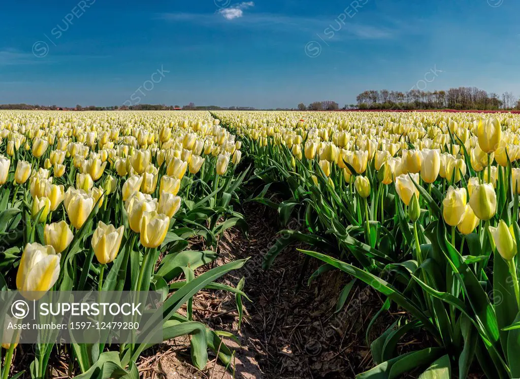 tulip fields in the Netherlannds