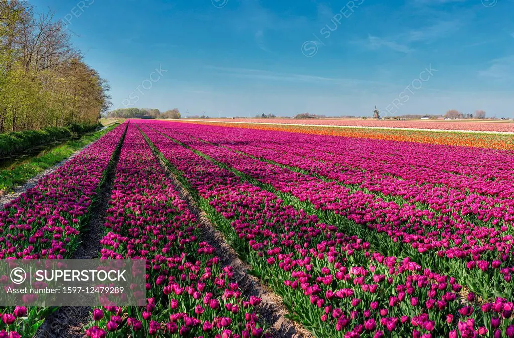 tulip fields in the Netherlannds