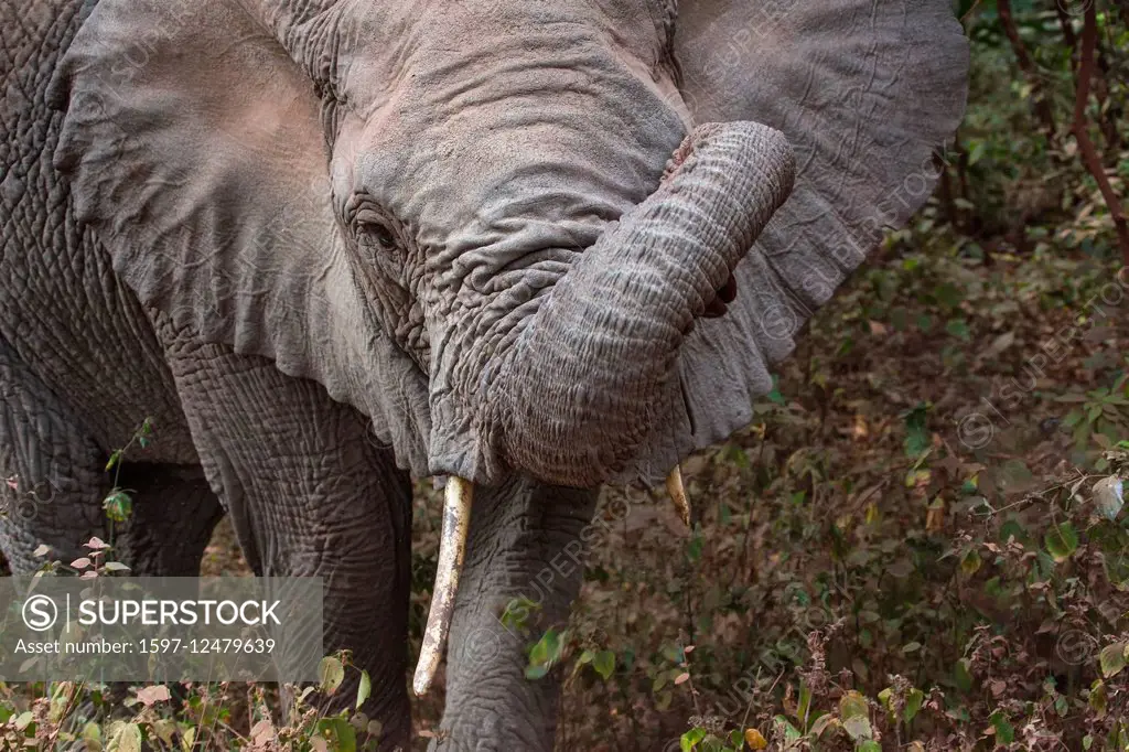 elephant in Tanzania