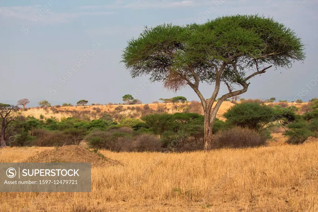 acacia trees in Tanzania