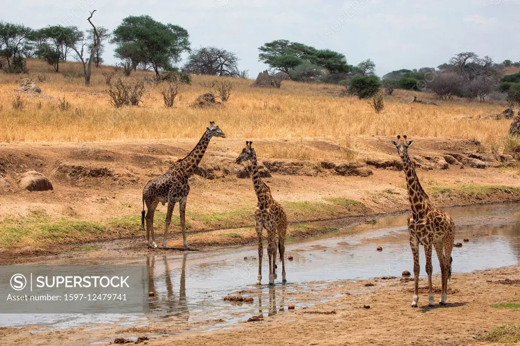 giraffes in Tanzania