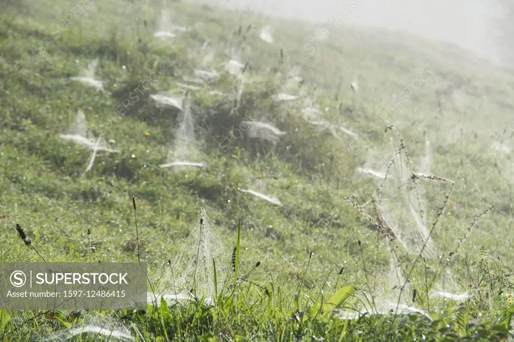 spider webs in meadow